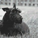 (image for) Fitz - Scottish Terrier